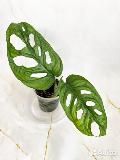 Монстера манки маск