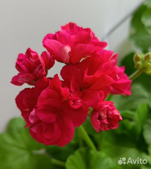Пеларгония герань сортовая