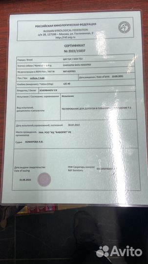 Шит цу вязка