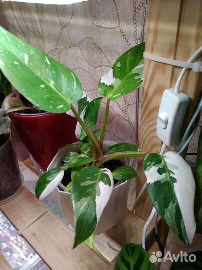 Филодендрон розовая и белая принцесса, ред хард