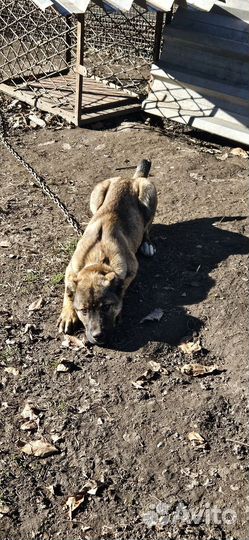 Щенок г месяцев чистокровный порода Алано Испонело