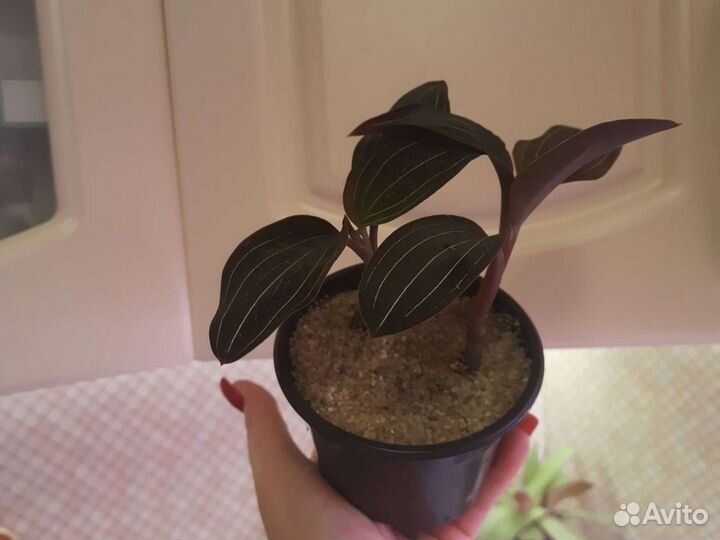 Лудизия, орхидея драгоценная