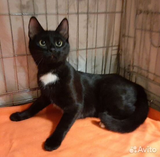 Молодая кошка с шелковистой шёрсткой в дар