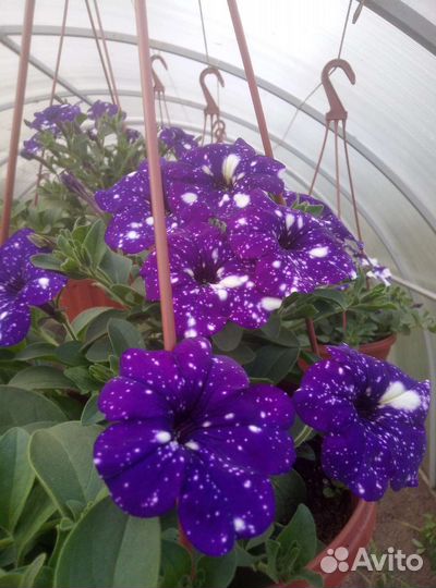 Петунии кустовые крупноцветковые