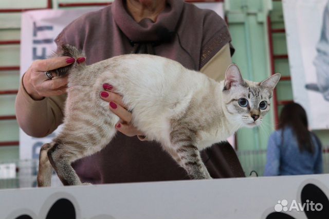 Котята меконгского бобтейла окраса сил-линкс-пойнт объявление продам
