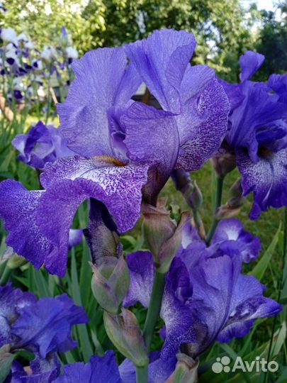 Ирис бородатый