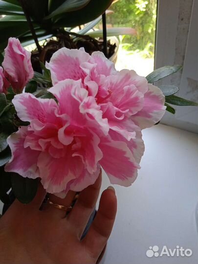 Домашние растения