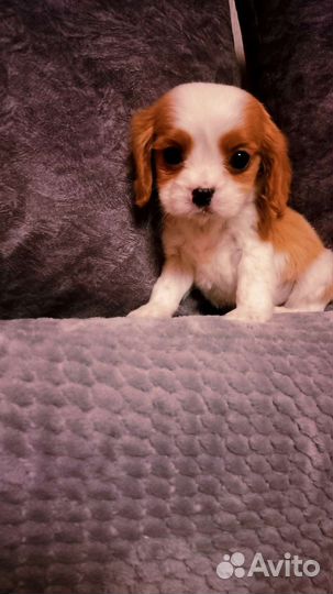 Собачка кавалер кинг щенки
