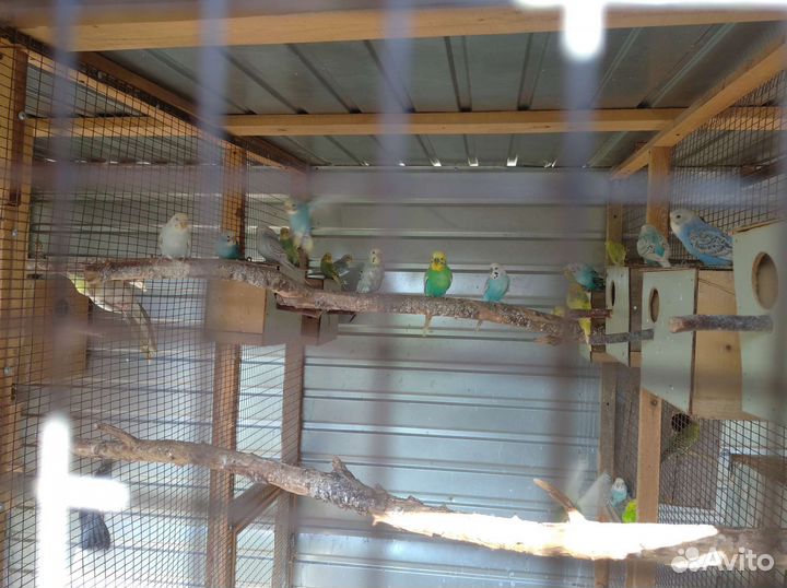 Ожереловые