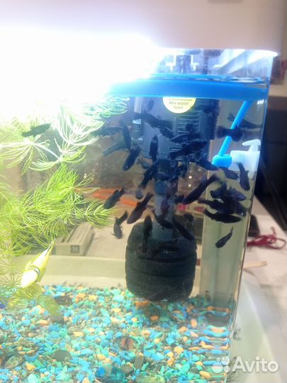 Молинезии черные