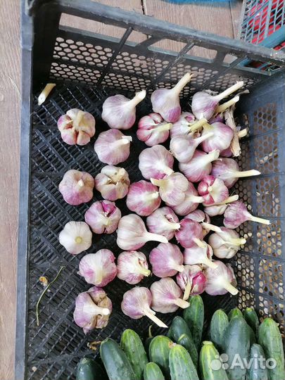 Яровой чеснок