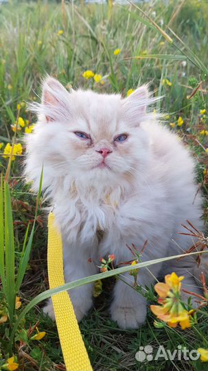 Персидский кот