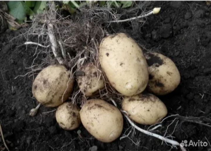 Продам картофель