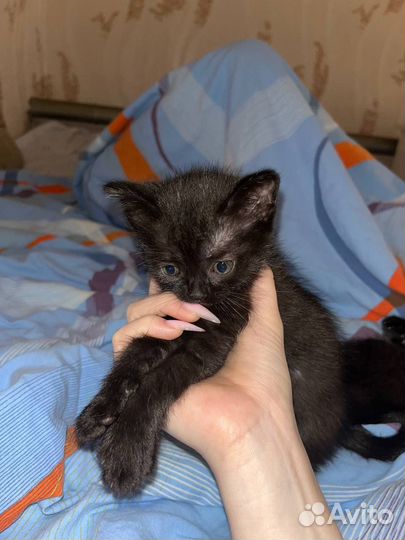Котята в добрые руки приучены к лотку