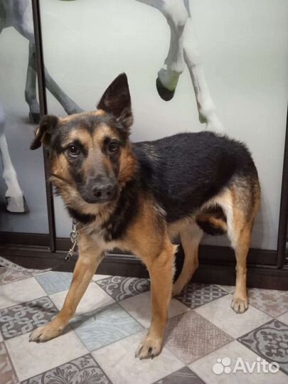 Собака в добрые руки