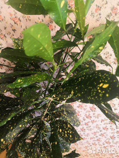 Кротон с горшком высота 1.4м