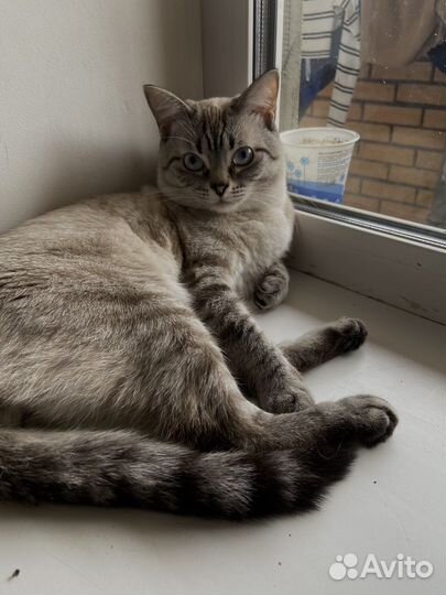 Сиамский кот