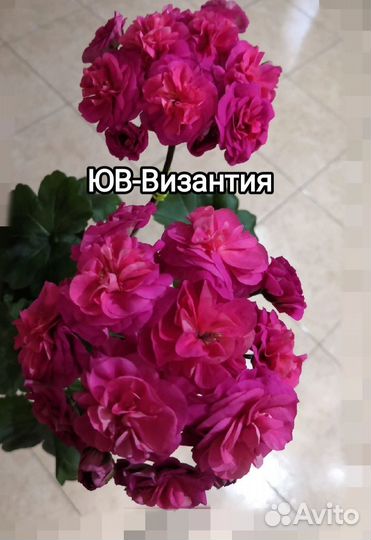 Пеларгонии сортовые герань