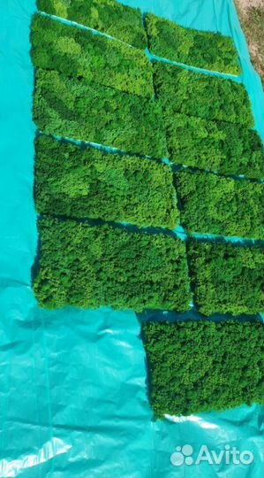 Природные акценты с панелями из мха - уникальный с