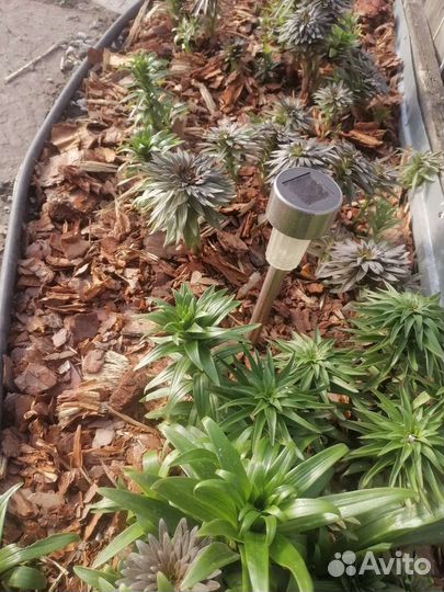 Мульча кора