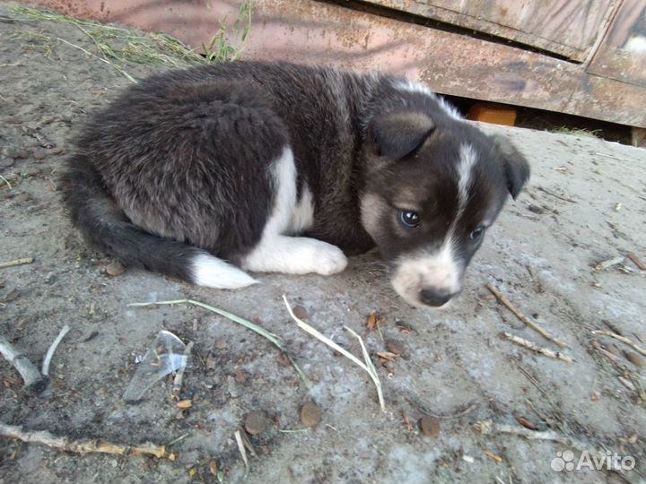 Щенки дворняжки