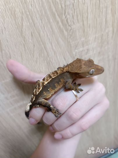 Реснитчатый бананоед