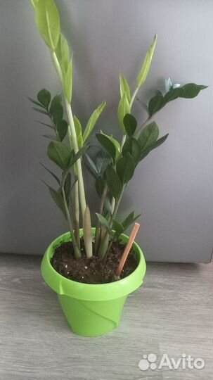 Замиокулькас