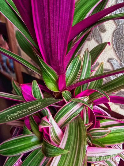 Традесканция Рео