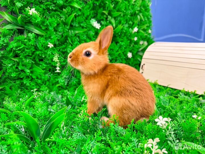 Кролики декоративные и карликовые