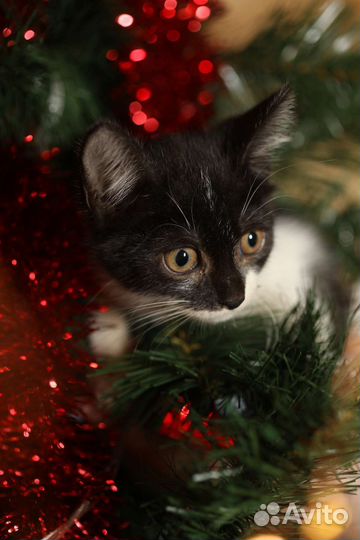 Котенок в дар