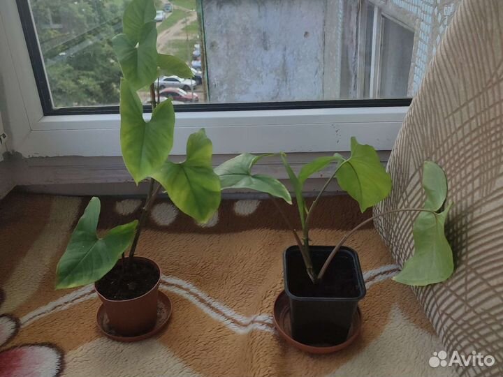 Сингониум, молочай, фиалки, каланхоэ