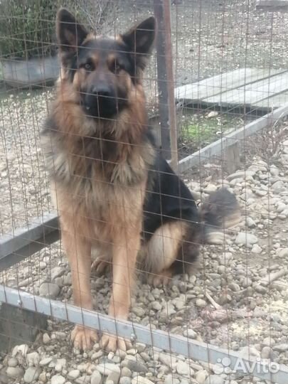 Немецкая овчарка вязка