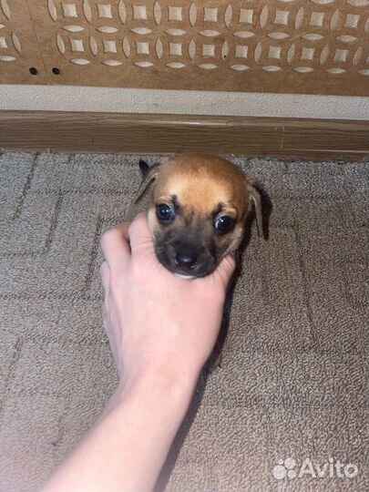 Щенки чихуахуа