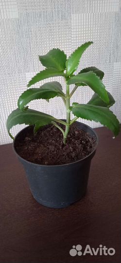 Каланхоэ лечебное