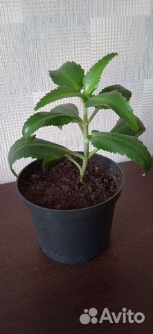Каланхоэ лечебное