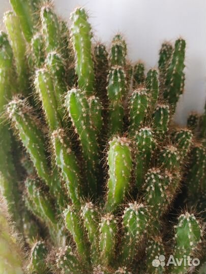 Кактус цереус