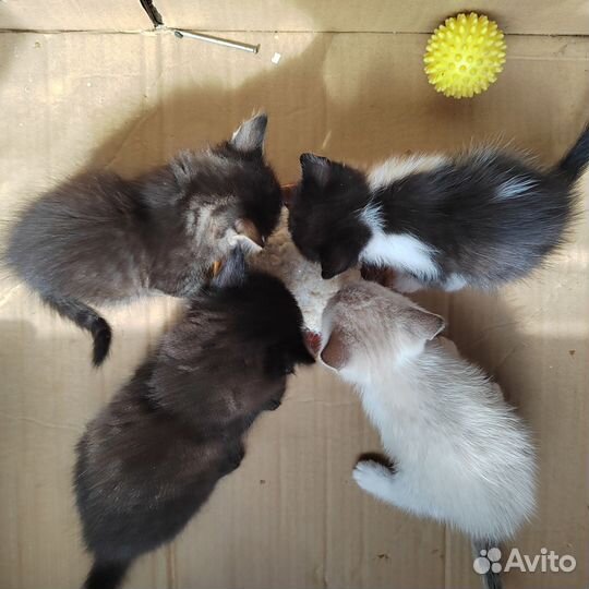 Котята в дар бесплатно