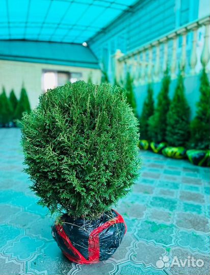 Туи туя смарагд