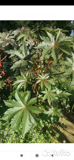 Семена клещевины (пальмы)