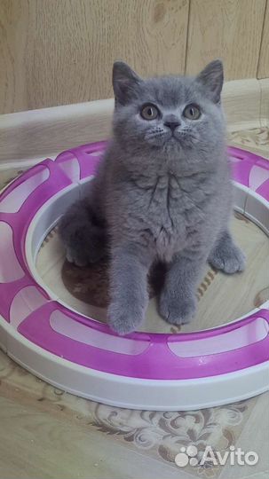 Британцы с документами