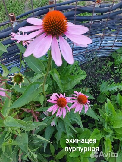 Многолетники садовые