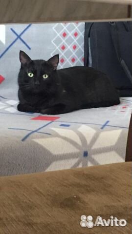 Котик красавчик Рики, кастрирован