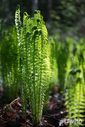 Папоротник страусник