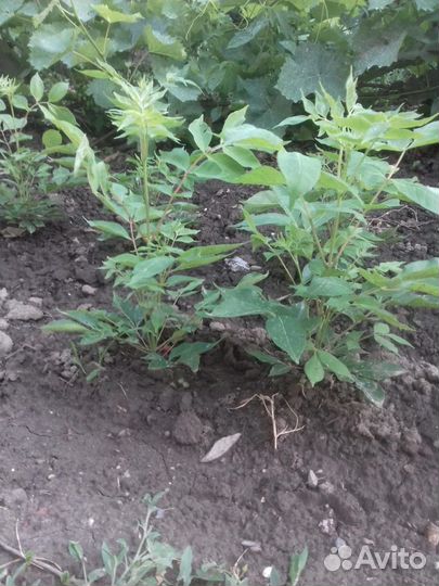 Саженцы Эводии Даниеля