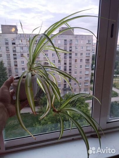 Хлорофитум