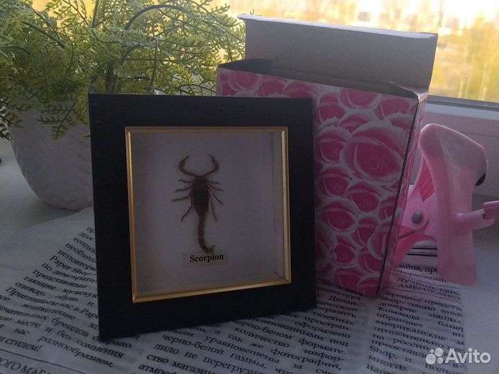 Картина подарочная с мумией скорпиона