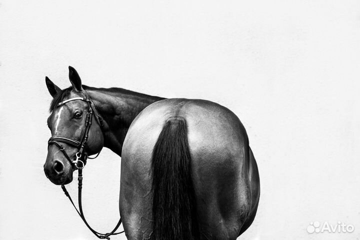 Обучение, занятия верховой ездой