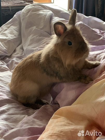 Вязка декоративный кролик