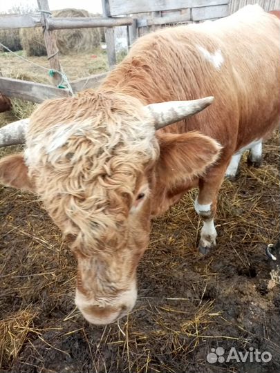 Продам быка на мясо