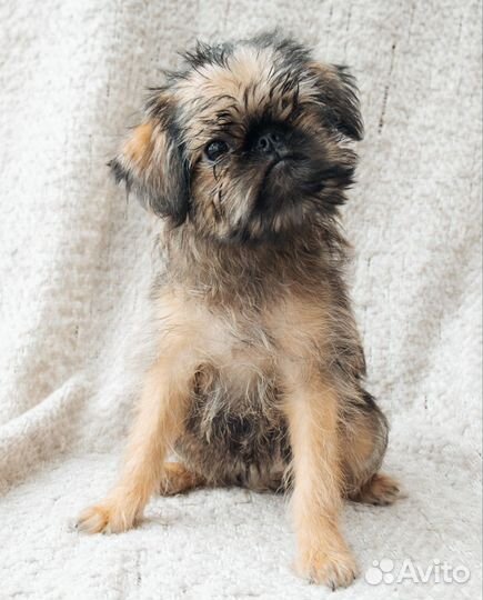 Брюссельский гриффон щенки